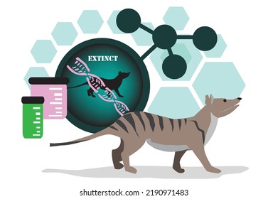 Bringing back an extinct animal like this Tasmanian tiger or thylacine through biotechnology or bioengineering and reproductive science. Editable Clip Art.