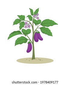 Brinjal Plant cartoon vector illustration