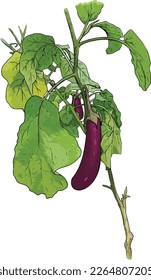 La planta de Brinjal, también conocida como berenjena, es una verdura púrpura con textura esponjosa y sabor ligeramente amargo. A menudo se utiliza en la cocina mediterránea. Ilustración realista de la berenjena.