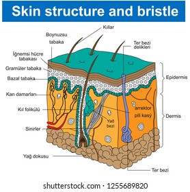 Bristle structure - Skip structure and bristle - Biology Course helper shapes, human body, cell, joints and bones