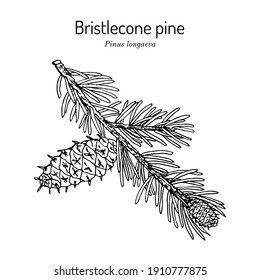 Bristlecone pine (Pinus longaeva), state tree of Nevada. Hand drawn botanical vector illustration