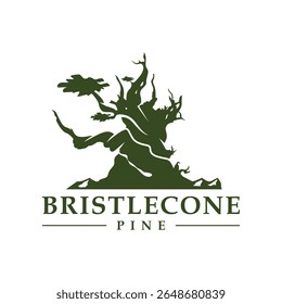 bristlecone pine tree logo design