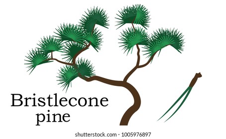 Bristlecone pine  Trees vector element. vector icon green