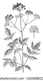 Bristly Sarsaparilla is flowering plant and is a perennial that blooms in June and July, vintage line drawing or engraving illustration.