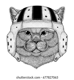 Brithish noble cat Male Wild animal wearing rugby helmet Sport illustration