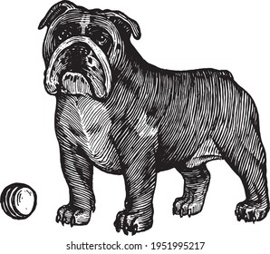 British bulldog, a dog with a ball, vector illustration. Vintage graphics and handwork. The dog stands near the ball and wants to play with it. Collection of pets.