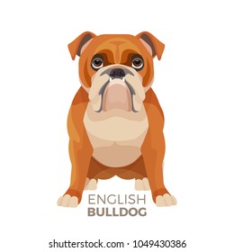 British Bulldog medium-sized breed, English bulldog muscular, hefty puppy