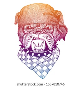 British bulldog. Wild pirate or biker. Vector animal portrait. Sailor, motorcyclist. Print for children clothing, tee. Kids fashion.