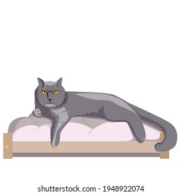 The British cat is lying in a comfortable cot. Pets. Modern vector cartoon illustration on white background
