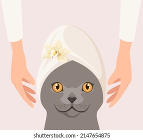 British cat on spa treatments. Cartoon design.
