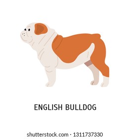 British or English Bulldog. Cute lovely dog of short-haired breed isolated on white background. Adorable pretty purebred domestic animal or pet. Colorful vector illustration in flat cartoon style.