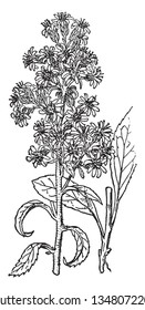British Golden-rod is an herbaceous perennial plant and it is often grown as an ornamental in flower gardens, vintage line drawing or engraving illustration.