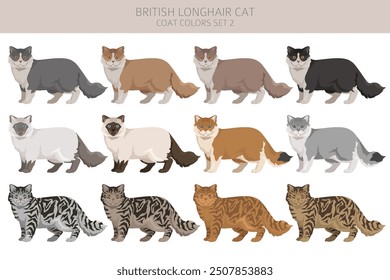 Clipart de gato de pelo largo británico. Todos los colores de la capa fijados.  Infografía de todas las características de las razas de gatos. Ilustración vectorial