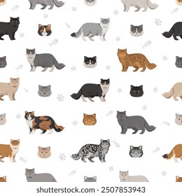 British longhair Cat seamless pattern. All coat colors set.  All cat breeds characteristics infographic. Vector illustration