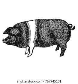 British Saddleback pig Vector illustration Sketch style Hand drawn