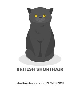 British short hair cat. Cute funny pet with a gray fur. Kitty with yellow eyes. Isolated vector illustration in cartoon style