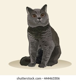 British Short hair cat. Favorite pet breed. Realistic vector illustration.