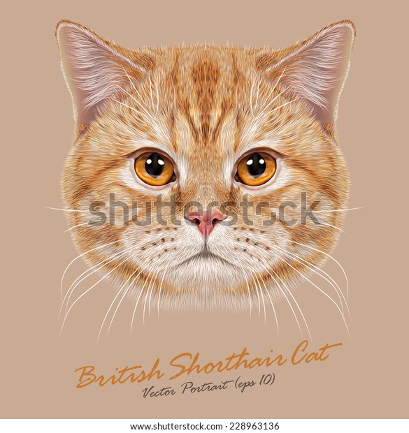 British Shorthair Cat Animal Cute Face Stock Vector Royalty Free