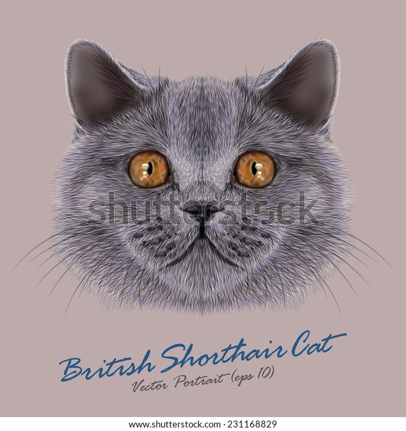 British Shorthair Cat Animal Cute Face Stock Vector Royalty Free