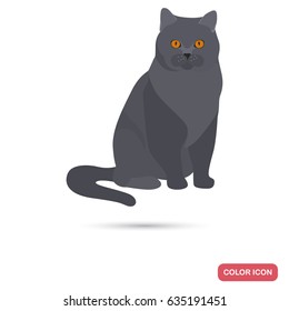 British Shorthair cat breed color flat icon for web and mobile design