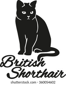 British Shorthair cat with breed name