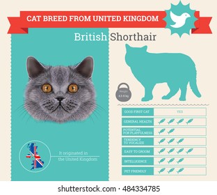 British Shorthair Cat breed vector infographics. This cat breed from United Kingdom