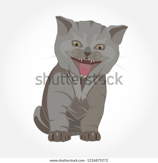 British Shorthair Cat Breed Vector Flat Stock Vector Royalty Free