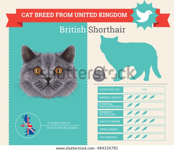 British Shorthair Cat Breed Vector Infographics Stock Vector