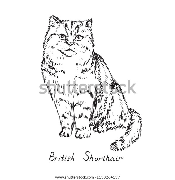 British Shorthair Cat Breeds Illustration Inscription Stock Vector