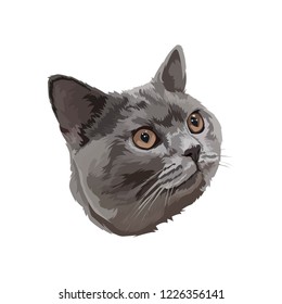 British shorthair cat cartoon