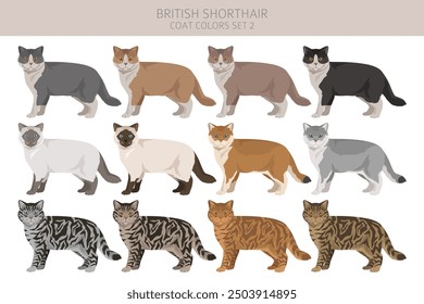 British shorthair Cat clipart. All coat colors set.  All cat breeds characteristics infographic. Vector illustration