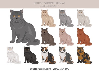 British shorthair Cat clipart. All coat colors set.  All cat breeds characteristics infographic. Vector illustration