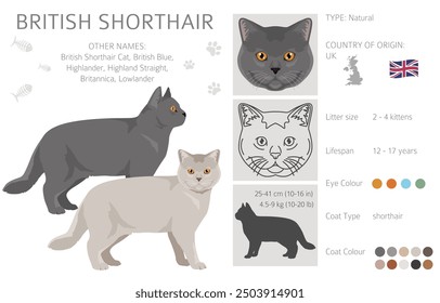 British shorthair Cat clipart. All coat colors set.  All cat breeds characteristics infographic. Vector illustration