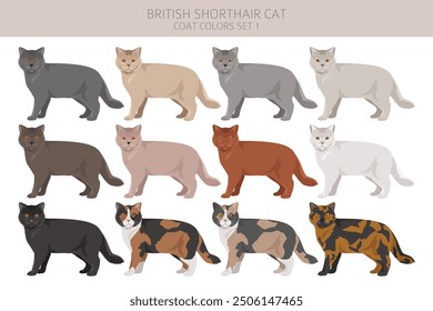 British shorthair Cat clipart. All coat colors set.  All cat breeds characteristics infographic. Vector illustration