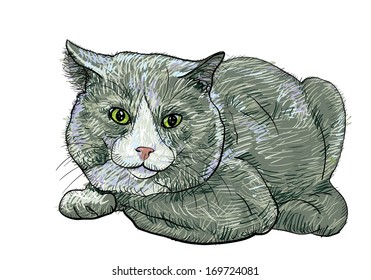 British Shorthair Cat Crouching Pose Stock Vector (Royalty Free ...