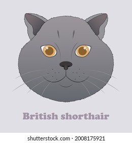 British shorthair cat. Print with beautiful cat.