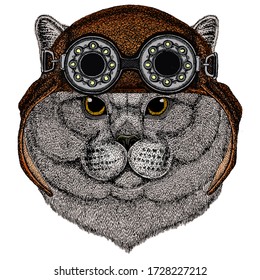 British shorthair cat. Scottish fold. Cute kitten. Cool animal. Aviator flying leather helmet with googles.