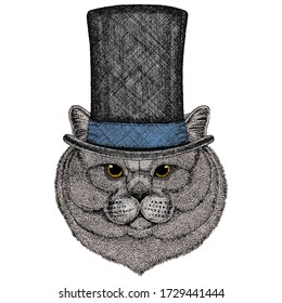 British shorthair cat. Scottish fold. Cute kitten. Cylinder hat.