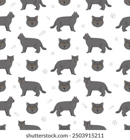 British shorthair Cat seamless pattern. All coat colors set.  All cat breeds characteristics infographic. Vector illustration