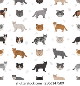 British shorthair Cat seamless pattern. All coat colors set.  All cat breeds characteristics infographic. Vector illustration