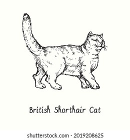 British Shorthair Cat standing side view. Ink black and white doodle drawing in woodcut style.