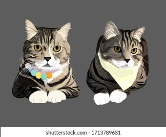 British shorthair cat two action vector