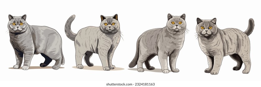 British Shorthair cat vector art, 4 styles cartoon, in the style of detailed character illustrations and smooth lines.