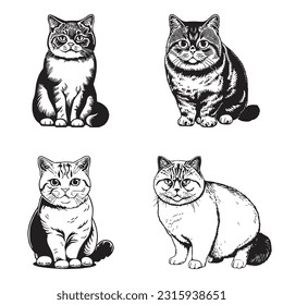 British Shorthair cat vector design isolated on white background