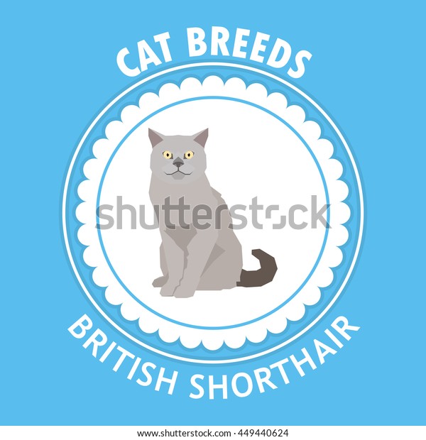 British Shorthair Isolated Cat Breed Vector Stock Vector (Royalty Free ...