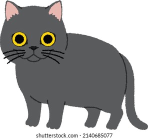 British Shorthair is the pedigreed version of the traditional British domestic cat, with a distinctively stocky body, dense coat, and broad face.