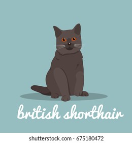 British shorthair with red eyes sitting on sky blue background