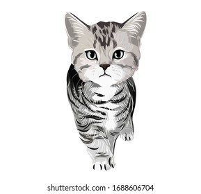 British shorthair silver cat walking