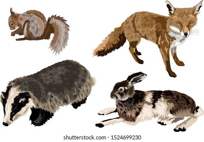 British Wildlife Vector - Red Squirrel, Fox, Badger, Mountain Hare