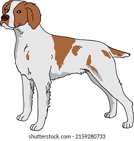 brittany dog stand mood vector clipart